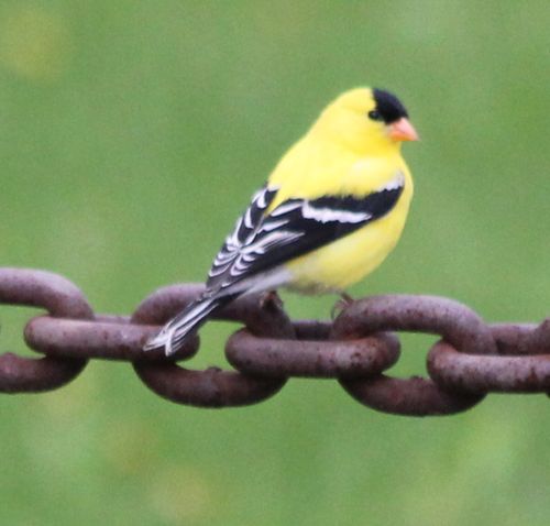 goldfinch